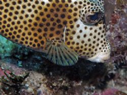 Spotted trunkfish taken at Bloody Bay Marine Park, Little... by Larissa Roorda 